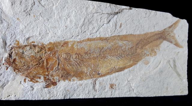 Tharsis dubius (BLAINVILLE 1818) - Bild © FossNet FossilienStore